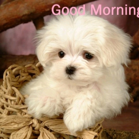 Meet your Posher, Terrell - Picture 1 of 1